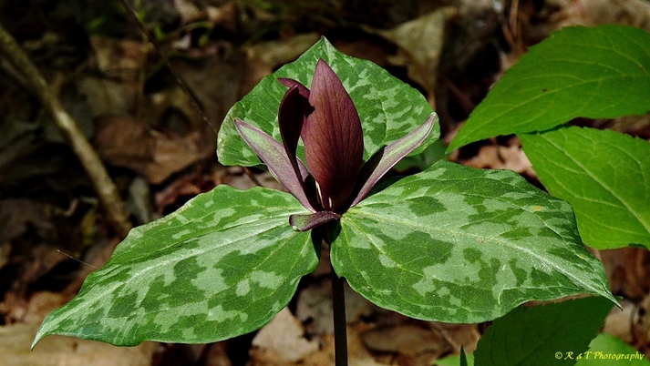 {Trillium cuneatum}